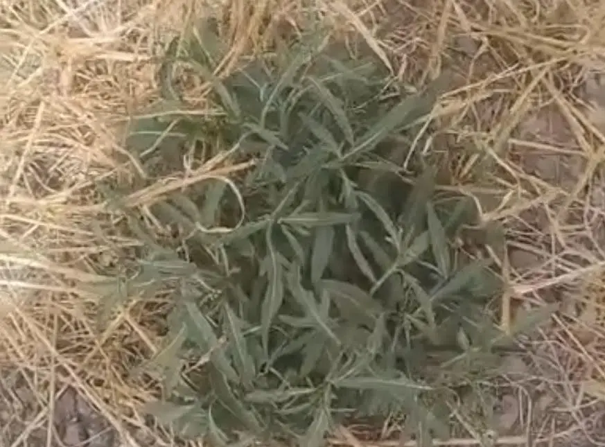 auser-puglia-1-5